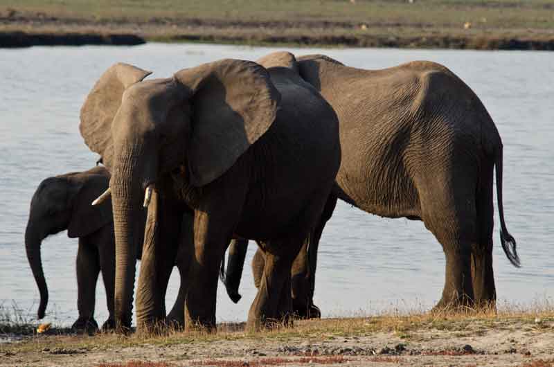 36 - Botswana - elefantes - parque nacional de Chobe